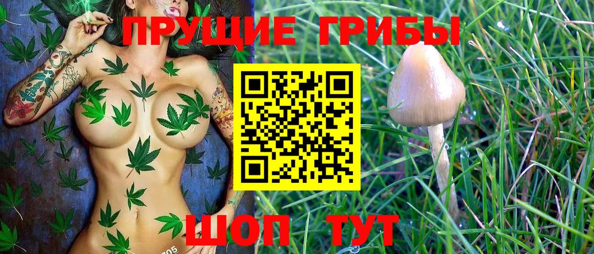Галлюциногенные грибы Psilocybe Балашиха